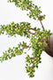 12" Faux Green Sedum Berry Stem