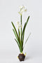 17.5" Faux Paperwhites w/ Bulb