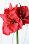 29" Faux Red Amaryllis Stem