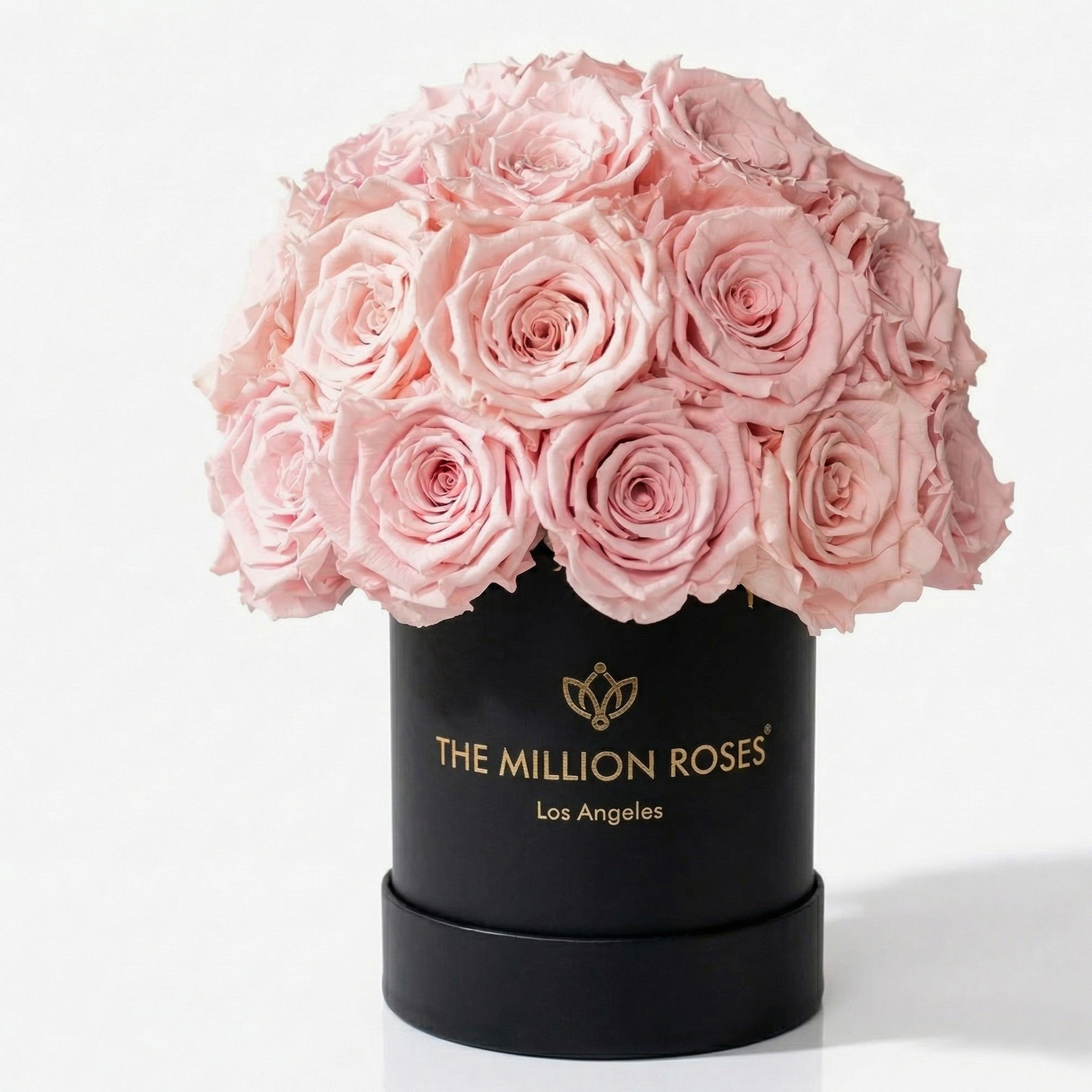 Basic Black Superdome Box | Light Pink Roses