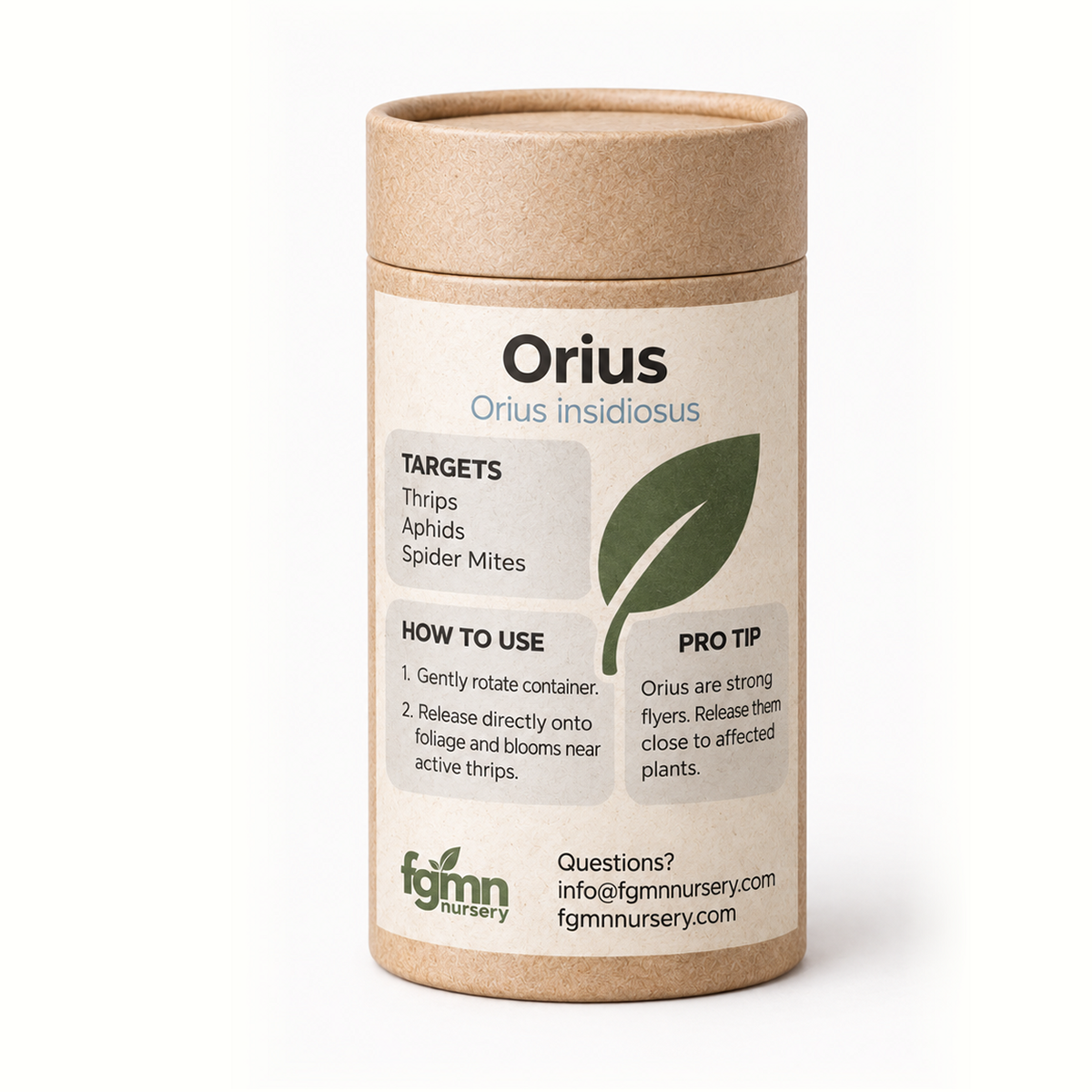 Orius insidiosus