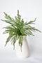 20" Faux Green Norfolk Pine Bush