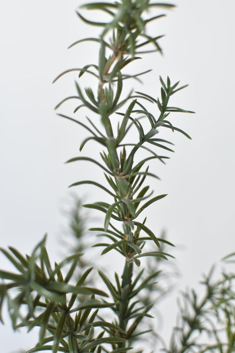 24" Faux Rosemary Bush