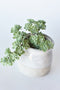 5" Faux Green Sedum Succulent Pick