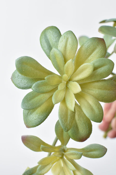 11.5" Faux Trailing Soft Aeonium Spray Stem