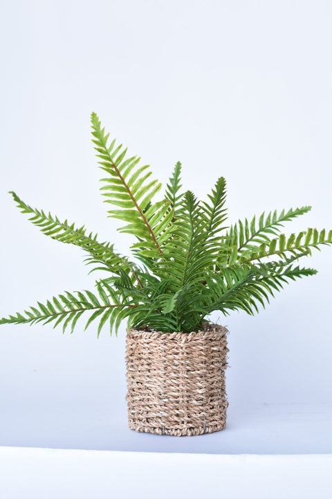 15" Faux Boston Fern in Seagrass Basket Container