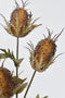 26" Faux Brown Thistle Stem