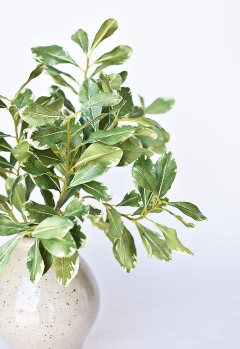 21.5" Faux Real Touch Variegated Green Pittosporum Spray Stem