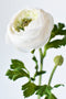 13" Faux White Ranunculus Stem
