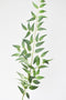 36" Faux Italian Ruscus Stem