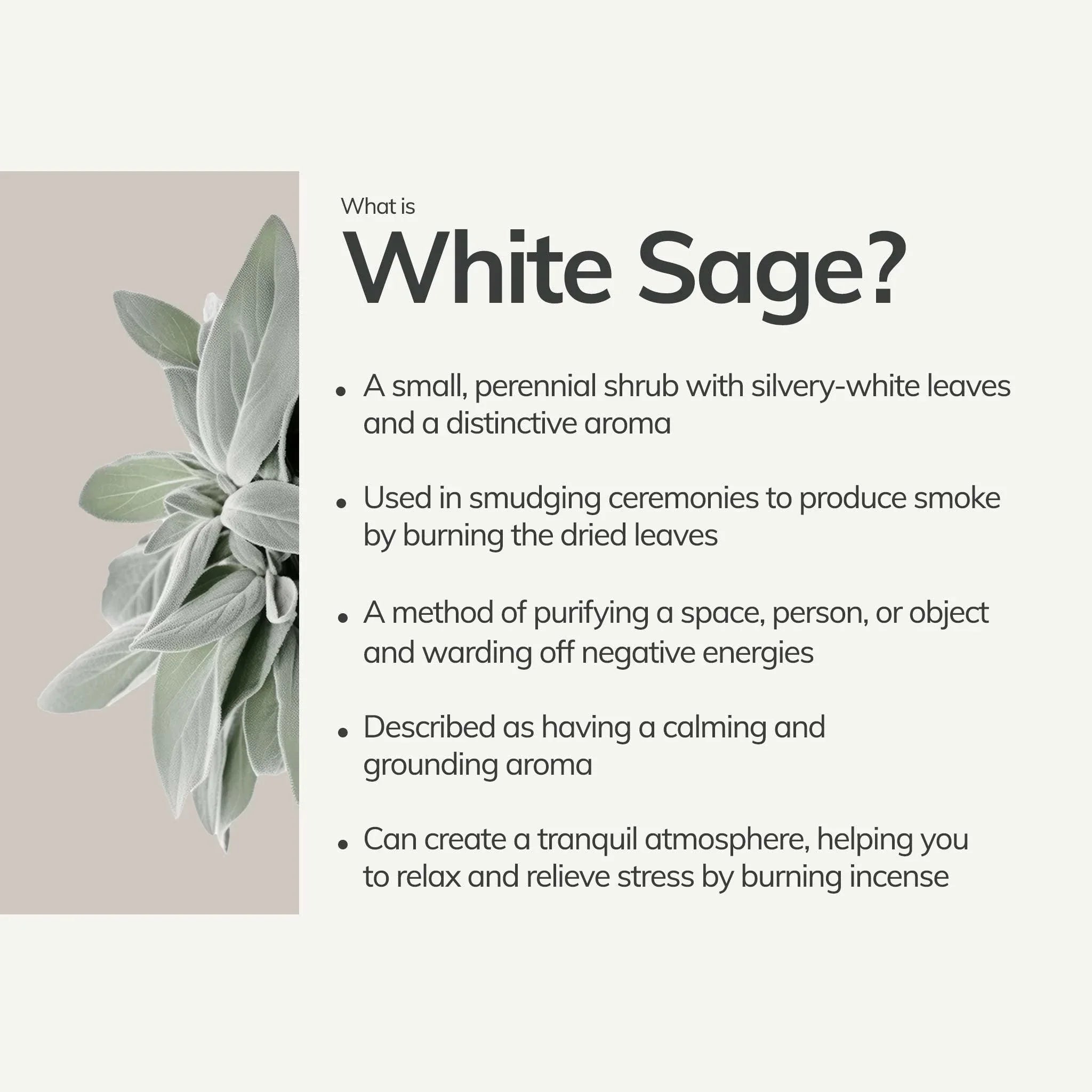 Organic White Sage Smudge Stick - Large