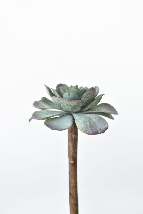 5" Faux Green Aeonium Pick Stem